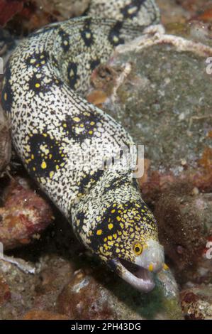 Snowflake Moray (Echidna nebulosa) Aal adult, am Riff, Ambon Island, Maluku Inseln, Banda-Meer, Indonesien Stockfoto