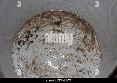 Europäischer Aal (Anguilla anguilla) Elvers, in Bucket at Night, River Severn, Gloucestershire, England, Vereinigtes Königreich Stockfoto