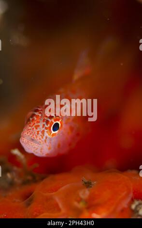 Korallenziege, Korallenziegen, Andere Tiere, Fische, Tiere, Gobies, Redspot Dwarfgoby (Trimma halonevum) adult, LembritStraits, Sulawesi, Greater Sunda Stockfoto