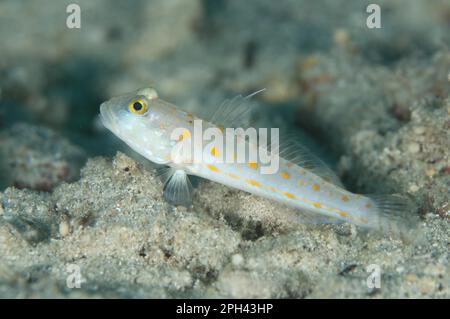 Orange-Dashed Goby (Valenciennea puellaris) adult, Sansapor Raru, Raja Ampat Islands (Four Kings), West Papua, Neuguinea, Indonesien Stockfoto