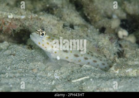 Goldgesprenkelte Garnele (Ctenogobiops pomastictus), Erwachsener, am Eingang der Höhle im Sand, Kelor Island, in der Nähe der Flores-Insel, Komodo N. P. Lesser Sunda Stockfoto