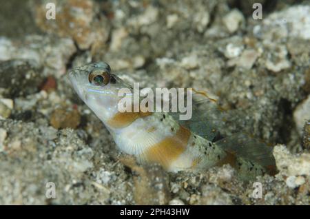 Arcfin Shrimpgoby (Amblyeleotris arcupinna), Erwachsener, am Eingang der Burrow, Lembritstraße, Sulawesi, Sunda-Inseln, Indonesien Stockfoto