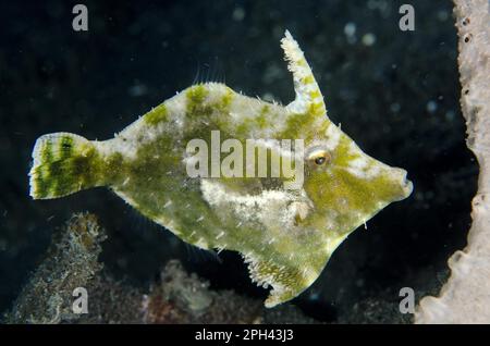 Seegras Filefish (Acreichthys tomentosus), Erwachsener, Schwimmen, Lembritstraße, Sulawesi, Sunda-Inseln, Indonesien Stockfoto