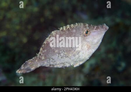 Seegras Filefish (Acreichthys tomentosus), Erwachsener, Schwimmen, Lembritstraße, Sulawesi, Sunda-Inseln, Indonesien Stockfoto