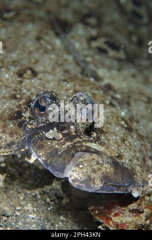 Okellierte Flunder (Pseudorhombus dupliciocellatus), ausgewachsen, Nahaufnahme des Kopfes, Lembritstraße, Sulawesi, Sunda-Inseln, Indonesien Stockfoto