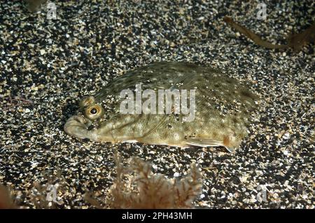 Europäische Scholle (Pleuronectes platessa), ausgewachsen, begraben auf sandigem Meeresboden, Kimmeridge Bay, Insel Purbeck, Dorset, England, Vereinigtes Königreich Stockfoto
