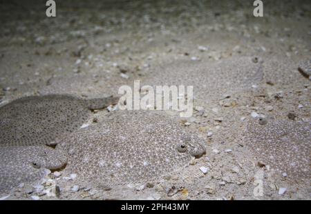 Steinbutt (Scophthalmus maximus), andere Tiere, Fische, Plattfische, Tiere, Steinbutt jung, Gruppe getarnt auf Sand, im Aquarium Stockfoto