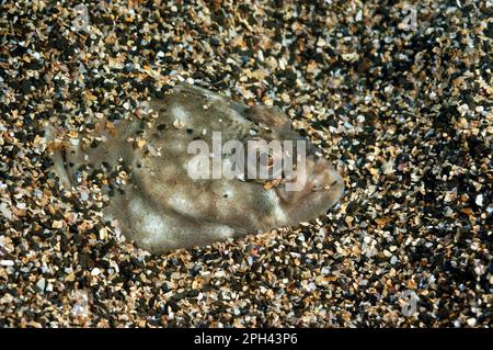 Europäische Scholle (Pleuronectes platessa), ausgewachsen, begraben in Schotterboden, Kimmeridge Bay, Dorset, England, Vereinigtes Königreich Stockfoto