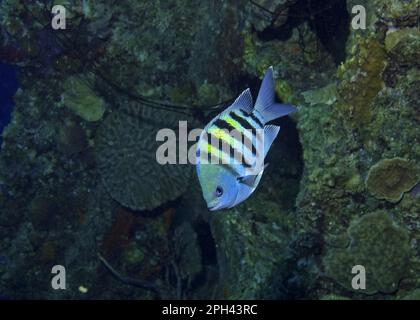 Gestreifter Feldwebel, gestreifte Feldwebel, Damselfisch, andere Tiere, Fische, Tiere, Feldwebel Major (Abudefduf Saxatilis) ausgewachsen, schwimmend neben Korallen Stockfoto