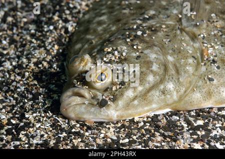 Europäische Scholle (Pleuronectes platessa), ausgewachsen, Nahaufnahme des Kopfes, auf Sandboden, Kimmeridge Bay, Insel Purbeck, Dorset, England, Vereint Stockfoto
