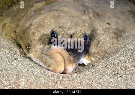 Europäische Scholle (Pleuronectes platessa), ausgewachsen, Nahaufnahme des Kopfes, auf Sandboden, Swanage, Dorset, England, Vereinigtes Königreich Stockfoto