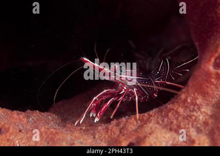 Durban tanzende Garnelen, Kamelgarnelen, Garnelen, andere Tiere, Krebstiere, Tiere, Hingebeakengarnelen (Rhynchocinetes durbanensis), Erwachsene, ON Stockfoto