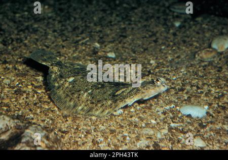 Zitronensohle (Microstomus kitt) gut gegen Schindeln getarnt Stockfoto