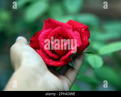 Regen, nasse Rose in meinem kleinen Garten. Stockfoto