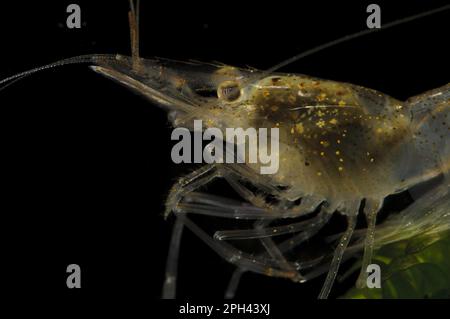 Brackish-Water-Garnele (Palaemonetes varians), Erwachsener, Nahaufnahme des Kopfes, gezackte Kante zum Panzer und Feder um die Unterkiefer, Wat Tyler Stockfoto