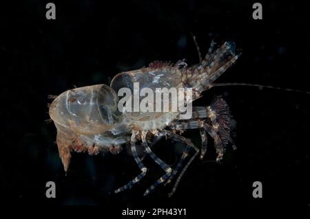 Marmorgarnelen (Saron sp.), Panzer, der nach dem Auswürfen zurückgeworfen wird, bei Nacht, Fiabacet Island, Raja Ampat Inseln (vier Könige), West-Papua, Neuguinea Stockfoto