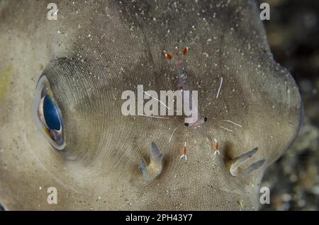 Clear Cleaner Shrimp (Urocaridella antonbruunii), Erwachsener, auf Immaculate Puffer (Arothron immaculatus) Kopf, Lempriv Straits, Sulawesi, Sunda Islands Stockfoto