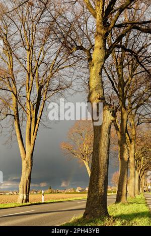 Straße mit Rosskastanien (Aesculus hippocastanum), im Abendlicht, St. Hubert, Kempen, Bezirk Viersen, Nordrhein-Westfalen, Deutschland Stockfoto