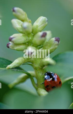 Seven-spott Ladybird (Coccinella septempunctata) Stockfoto