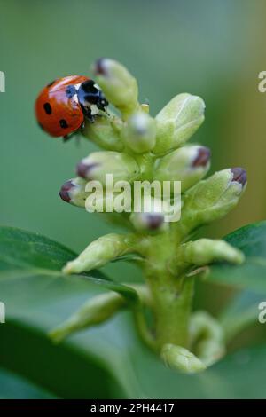 Seven-spott Ladybird (Coccinella septempunctata) Stockfoto