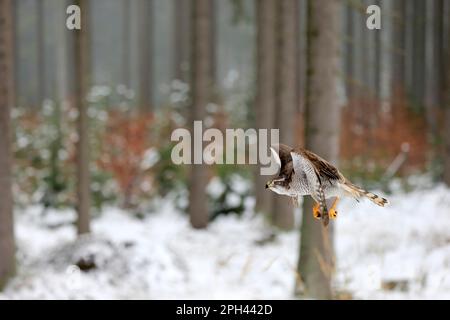 Nördlicher Goshawk (Accipiter gentilis), Erwachsener, Zdarske Vrchy, Böhmisch-mährisches Hochland, Tschechische Republik Stockfoto