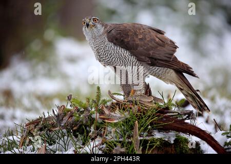 Nördlicher Goshawk (Accipiter gentilis), Erwachsener, Zdarske Vrchy, Böhmisch-mährisches Hochland, Tschechische Republik Stockfoto