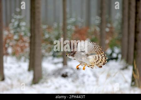 Nördlicher Goshawk (Accipiter gentilis), Erwachsener, Zdarske Vrchy, Böhmisch-mährisches Hochland, Tschechische Republik Stockfoto