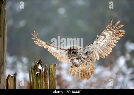 Tawny Eulen (Strix aluco), Erwachsene, Zdarske Vrchy, Böhmisch-mährische Hochländer, Tschechische Republik Stockfoto