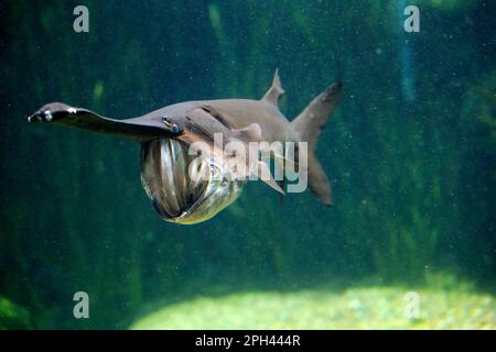 Amerikanischer Paddlefish (Polyodon-Spathula), Verteilung Mississippi River, gefangen, Singapur Stockfoto