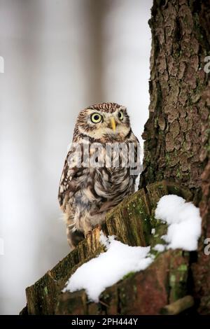 Kleine Eule (Athen noctua), Erwachsener, Zdarske Vrchy, Böhmisch-mährische Hochland, Tschechische Republik Stockfoto