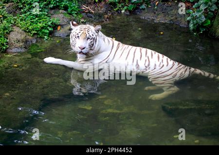 Königlicher Bengalischer Tiger (Panthera tigris tigris) Weiße Form, Weißer Tiger, Bengalischer Tiger, bengalischer Tiger, Erwachsener im Wasser, Indien Stockfoto