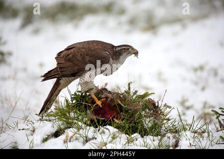 Nördlicher Goshawk (Accipiter gentilis), Erwachsener, Zdarske Vrchy, Böhmisch-mährisches Hochland, Tschechische Republik Stockfoto