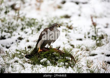 Nördlicher Goshawk (Accipiter gentilis), Erwachsener, Zdarske Vrchy, Böhmisch-mährisches Hochland, Tschechische Republik Stockfoto