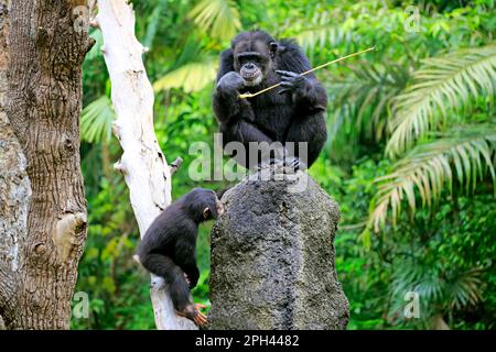 Schimpanse, Erwachsener und Jünger mit Werkzeug, Afrika (Pan troglodytes troglodytes) Stockfoto