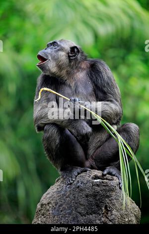 Schimpanse, erwachsener männlicher mit Werkzeug, zentraler Schimpanse (Pan troglodytes troglodytes) Stockfoto