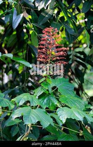 Pagoda Flower (Clerodendrum paniculatum), hanuman kireedam, Blooming, Singapur, Asien Stockfoto