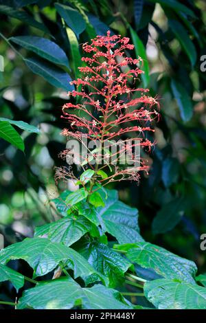 Pagoda Flower (Clerodendrum paniculatum), hanuman kireedam, Blooming, Singapur, Asien Stockfoto