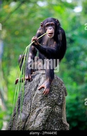 Schimpanse, Erwachsene Frau mit Werkzeug, zentraler Schimpanse (Pan troglodytes troglodytes) Stockfoto