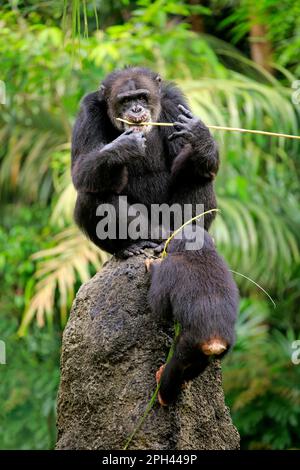 Schimpanse, Erwachsener und Jünger mit Werkzeug, Afrika (Pan troglodytes troglodytes) Stockfoto