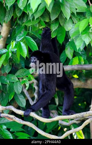Black Spider Monkey (Ateles paniscus), Erwachsener beim Baumklettern, Südamerika Stockfoto