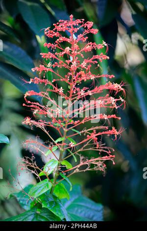 Pagoda Flower (Clerodendrum paniculatum), hanuman kireedam, Blooming, Singapur, Asien Stockfoto