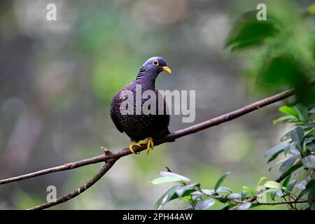 Afrikanische Olivtaube (Columba arquatrix), Erwachsener auf dem Baum, gefangen, Singapur, Asien Stockfoto