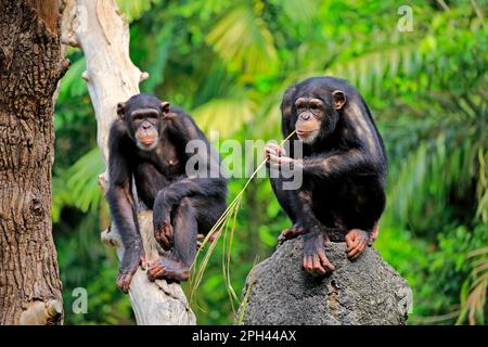 Schimpanse, zwei ausgewachsene Tiere, bei denen der zentrale Schimpanse verwendet wird (Pan troglodytes troglodytes) Stockfoto