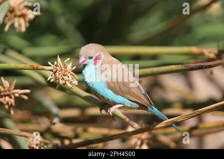 Schmetterlingsfinch Stockfoto