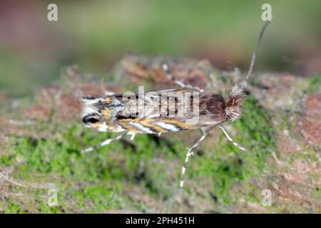 Blattfleckenmotte (Macrosaccus robiniella). Nordamerikanische Spezies, außerirdisch in Europa. Die Raupenminen, die Blätter von Robinia abbauen. Stockfoto