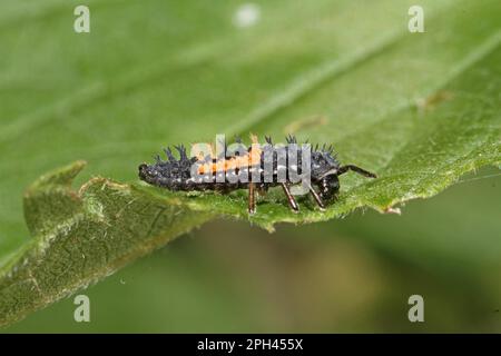 Asiatische Marienkäfer Stockfoto