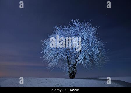 Birnenbaum im Mondlicht bei 18C °C. Stockfoto