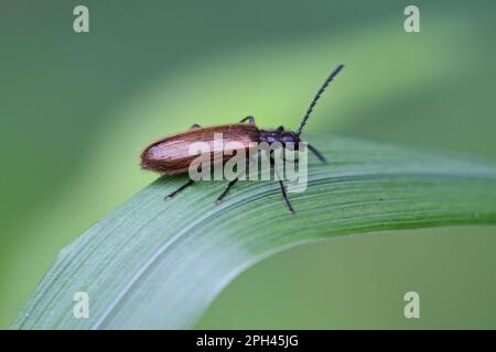 Hologramm-Käfer (Lagria Hirta) Stockfoto