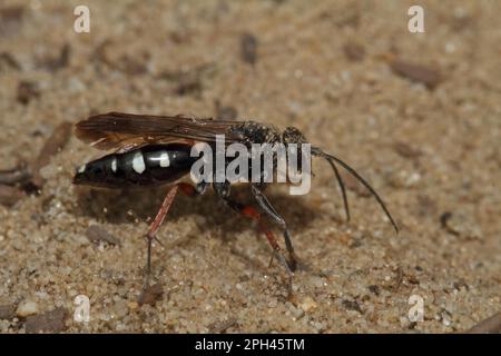 Rotbein-Spinnenwespe Stockfoto