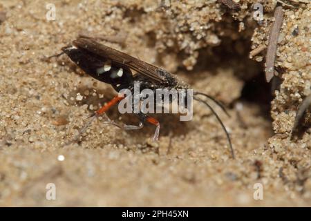 Rotbein-Spinnenwespe Stockfoto